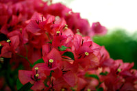 Bougainvillea Klong Fire (Bougainvillea glabra)