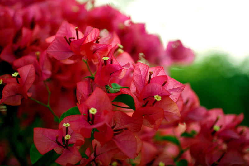 Bougainvillea Klong Fire (Bougainvillea glabra)