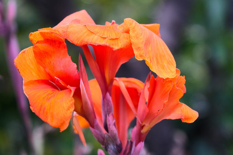 Canna generalis Bengal Tiger (Canna x.)