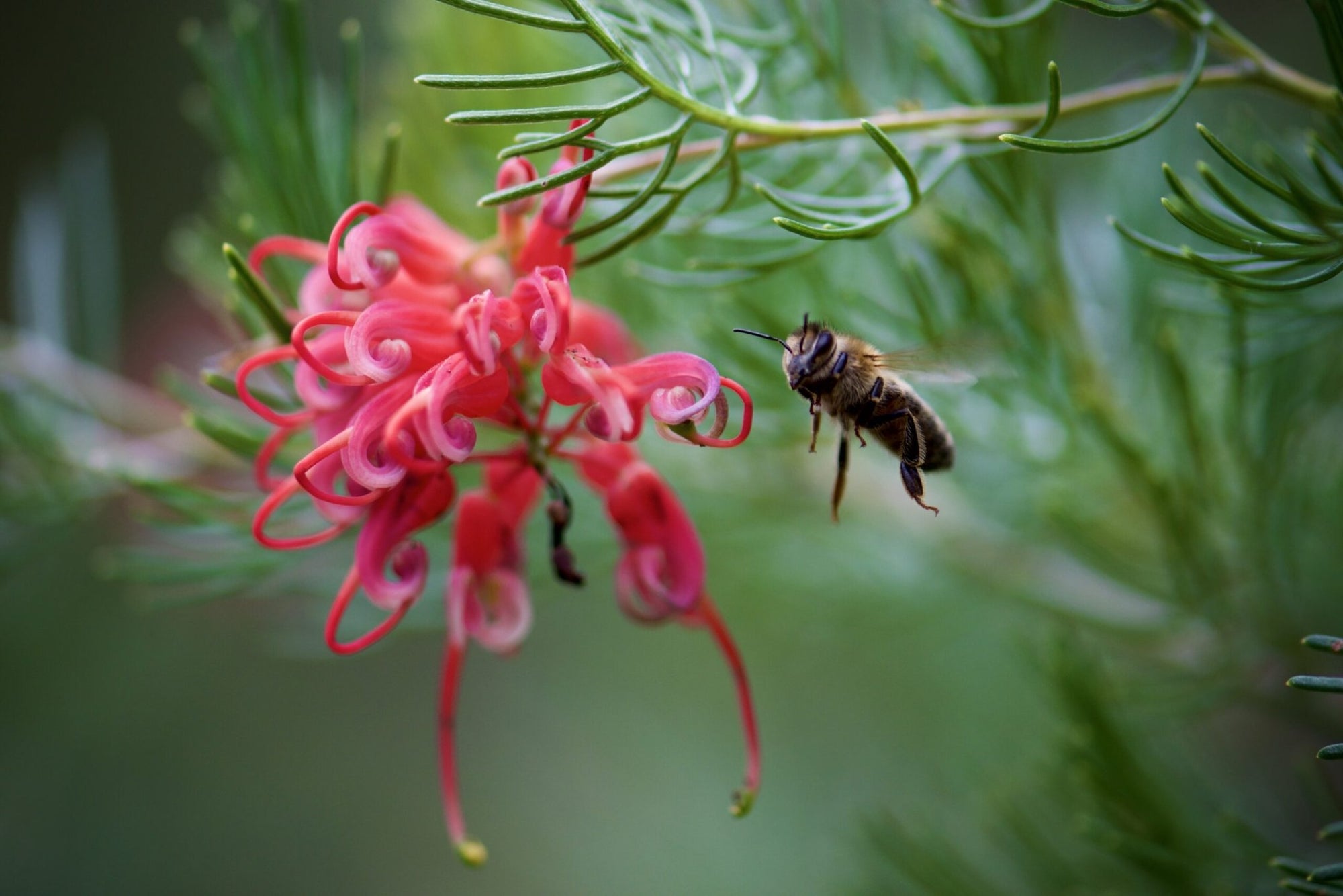 Grevillea Mini Marvel (Grevillea thelemanniana) - Ladybird Nursery