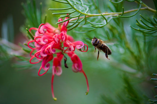 Grevillea Mini Marvel (Grevillea thelemanniana)