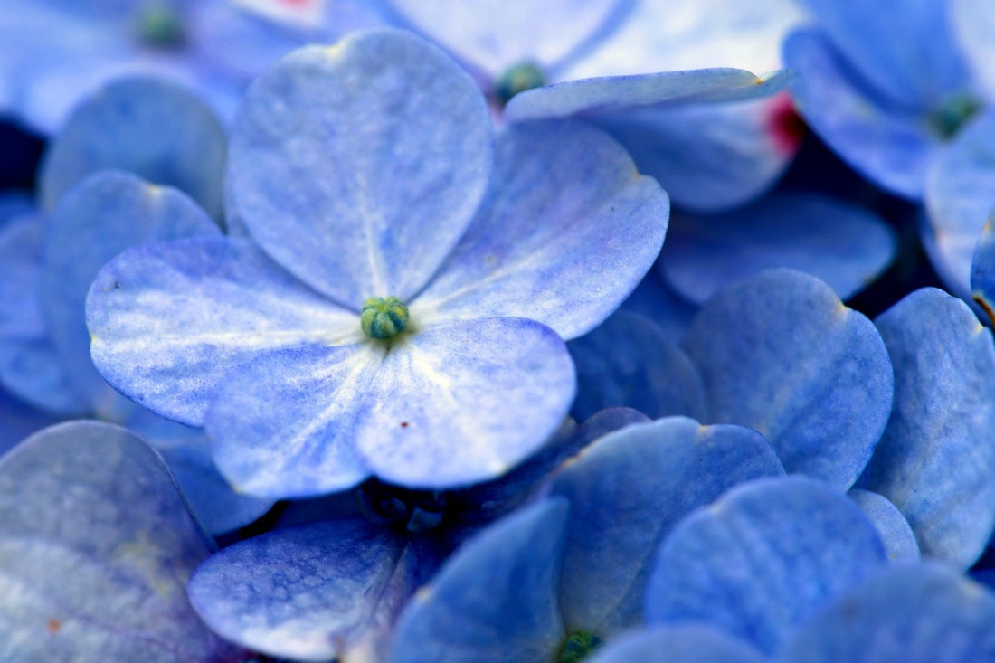 Bigleaf Hydrangea Messalina (Hydrangea macrophylla) - Ladybird Nursery
