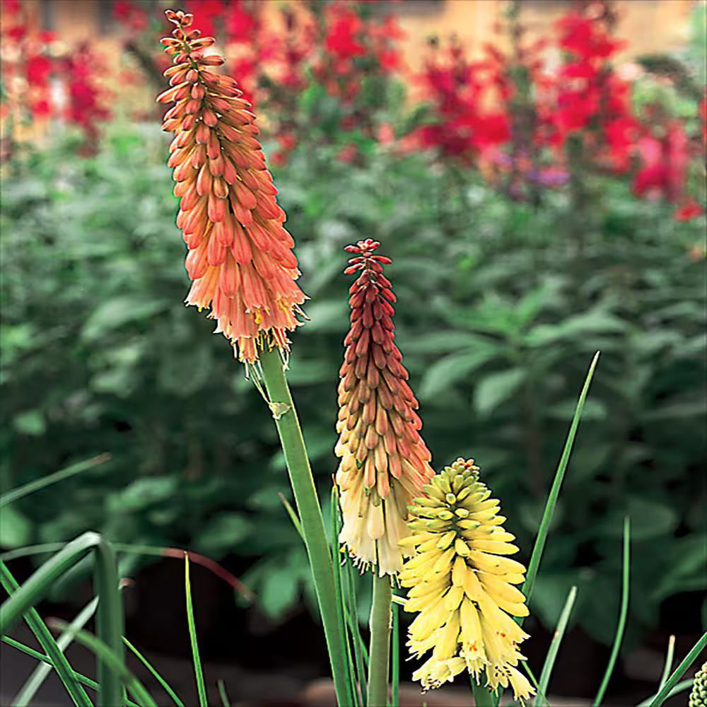 Red Hot Poker Assorted (Kniphofia spp.)