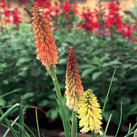 Red Hot Poker Assorted (Kniphofia spp.)