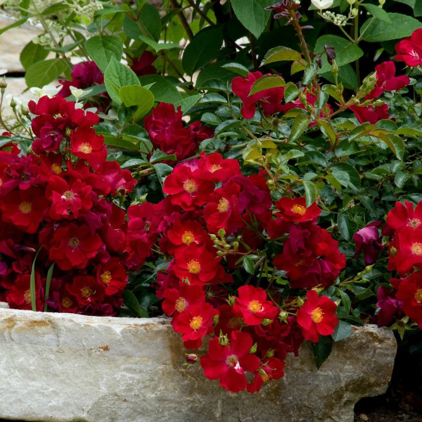 Rose Flower Carpet Red (Rosa) - Ladybird Nursery