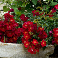 Rose Flower Carpet Red (Rosa) - Ladybird Nursery