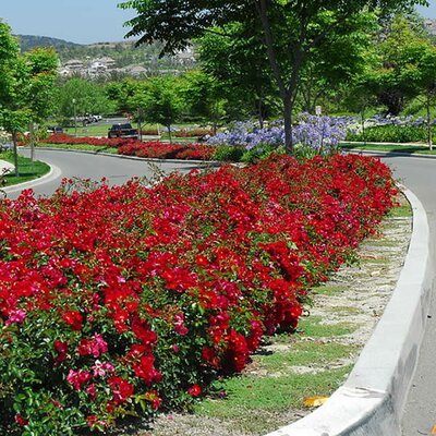 Rose Flower Carpet Red (Rosa) - Ladybird Nursery