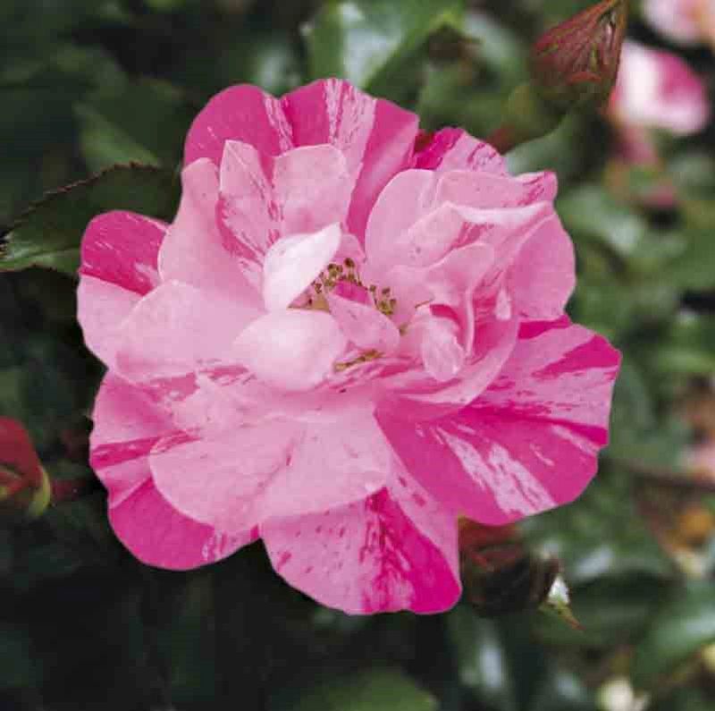 Rose Flower Carpet Pink Splash (Rosa) - Ladybird Nursery