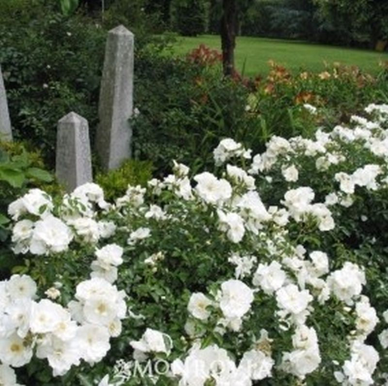 Rose Flower Carpet White (Rosa)