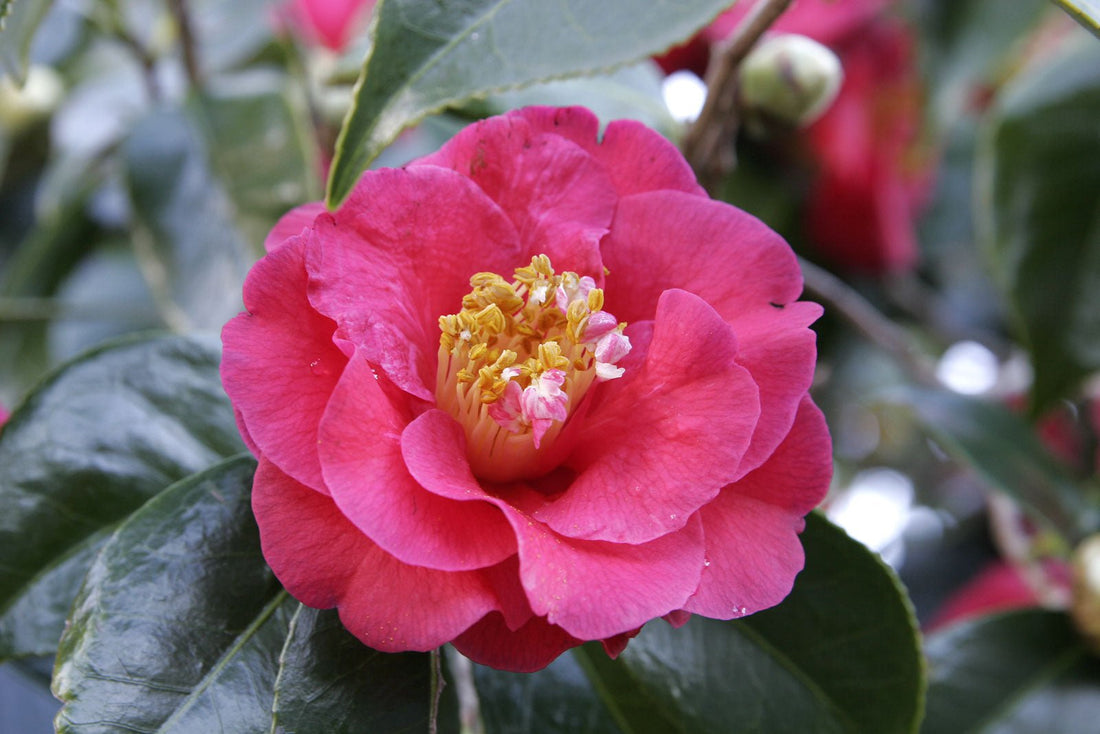Camellia Little Red Riding Hood (Camellia japonica) - Ladybird Nursery