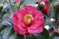 Camellia Little Red Riding Hood (Camellia japonica)