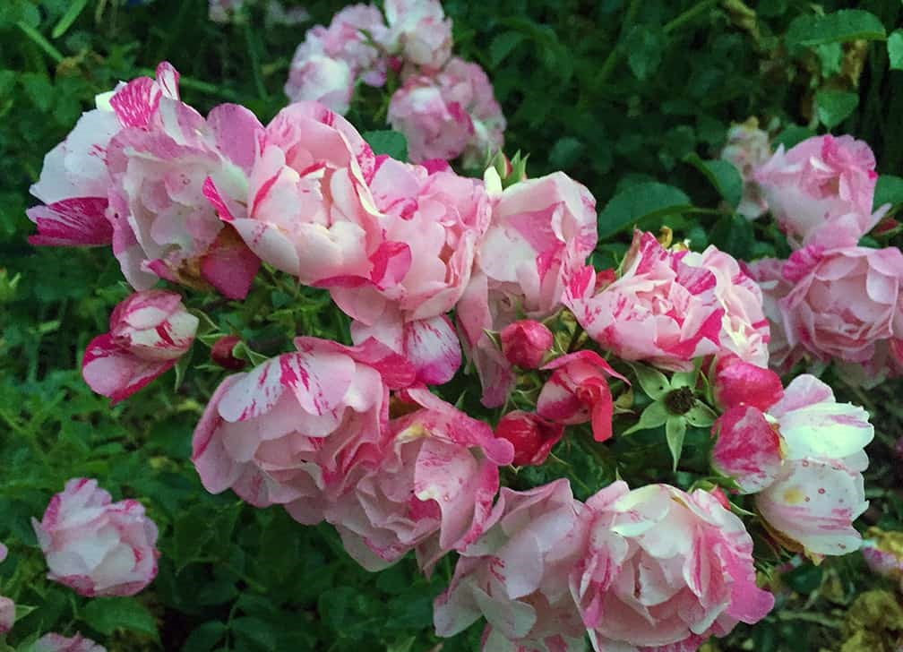Rose Flower Carpet Pink Splash (Rosa)