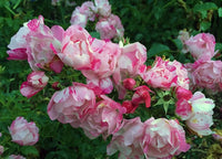 Rose Flower Carpet Pink Splash (Rosa)