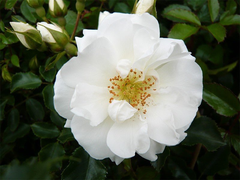 Rose Flower Carpet White (Rosa) - Ladybird Nursery