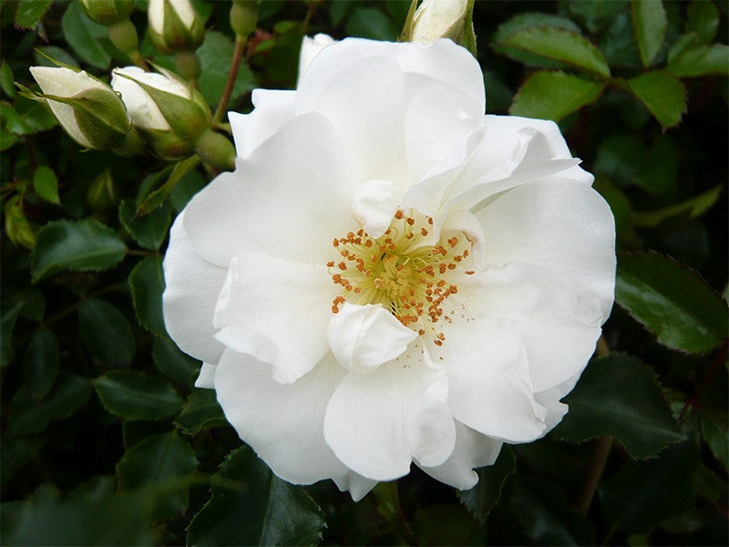 Rose Flower Carpet White (Rosa)