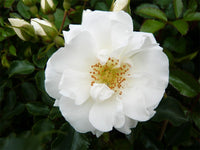 Rose Flower Carpet White (Rosa)