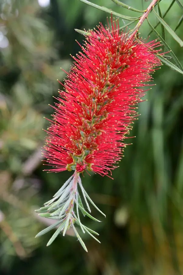 Bottlebrush (Callistemon salignus) - Ladybird Nursery