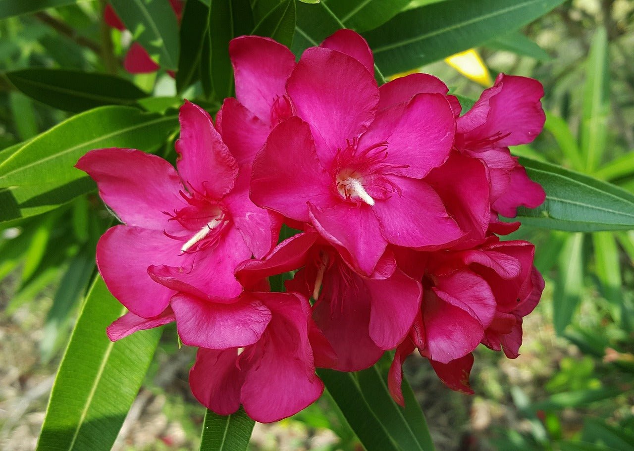 Oleander Professor Martin (Nerium oleander) - Ladybird Nursery