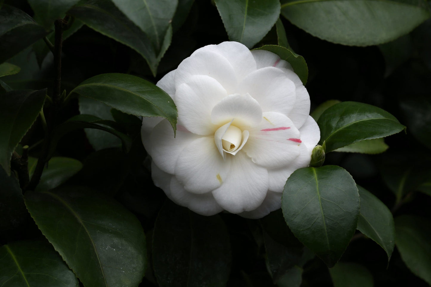 Camellia Pope John XXIII (Camellia japonica)