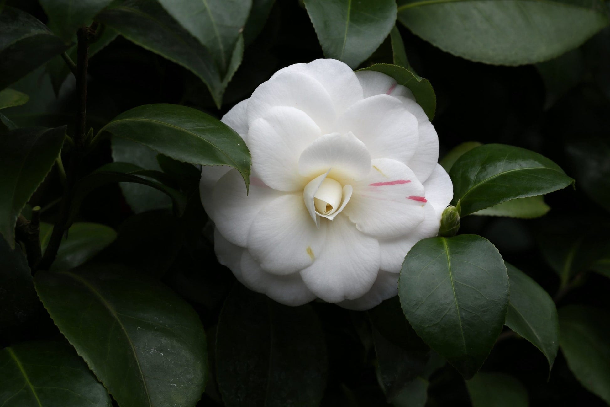 Camellia Pope John XXIII (Camellia japonica)