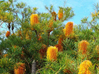 Birdsong Banksia (140mm pot)