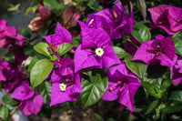 Bougainvillea Blueberry Ice (Bougainvillea glabra)