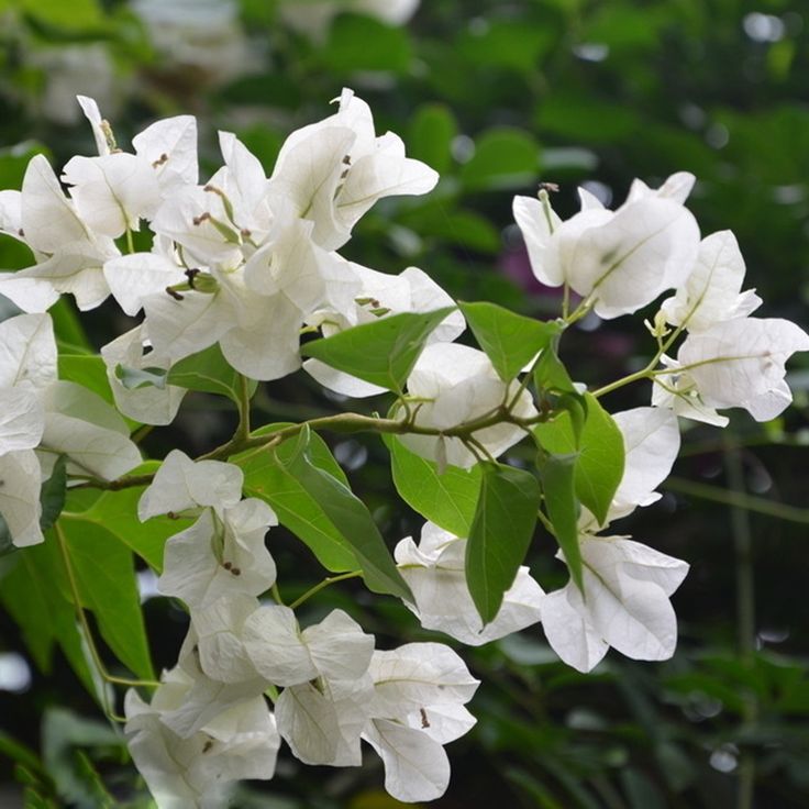 Bougainvillea Jamaican White (Bougainvillea glabra) - Ladybird Nursery