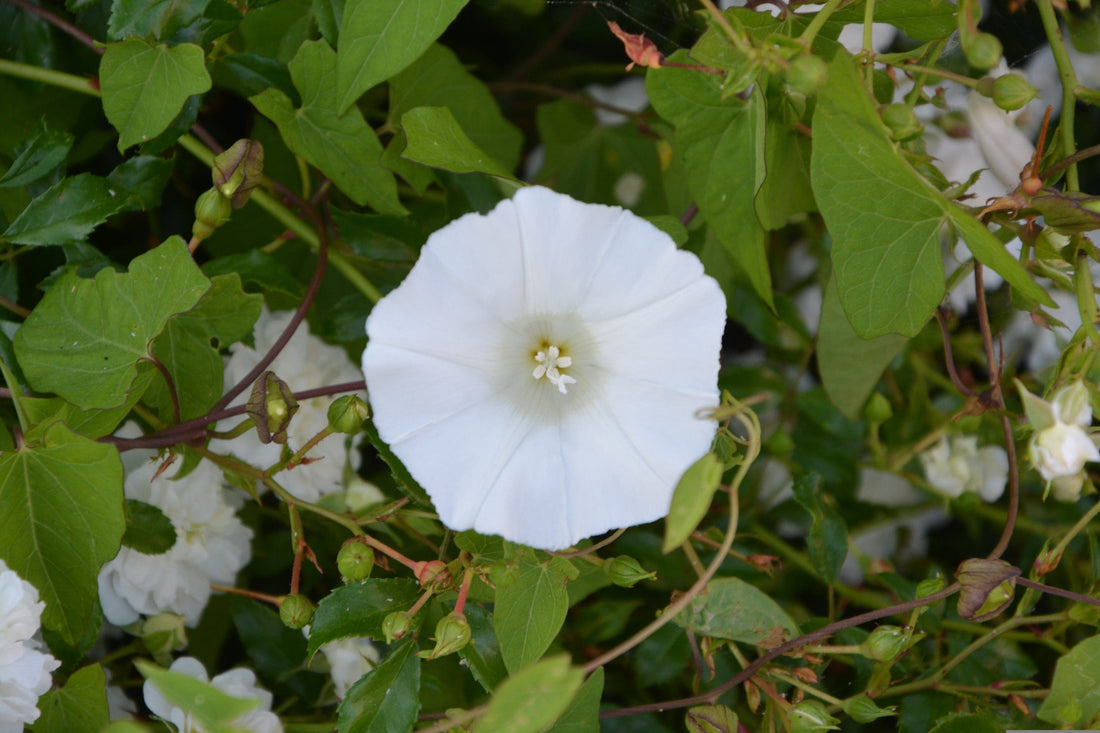 Blue Rock Bindweed Prime White (Convolvulus sabatius) - Ladybird Nursery