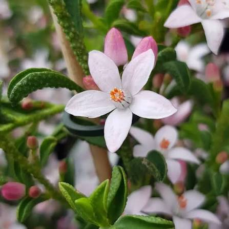 Flower Girl (Philotheca myoporoides)
