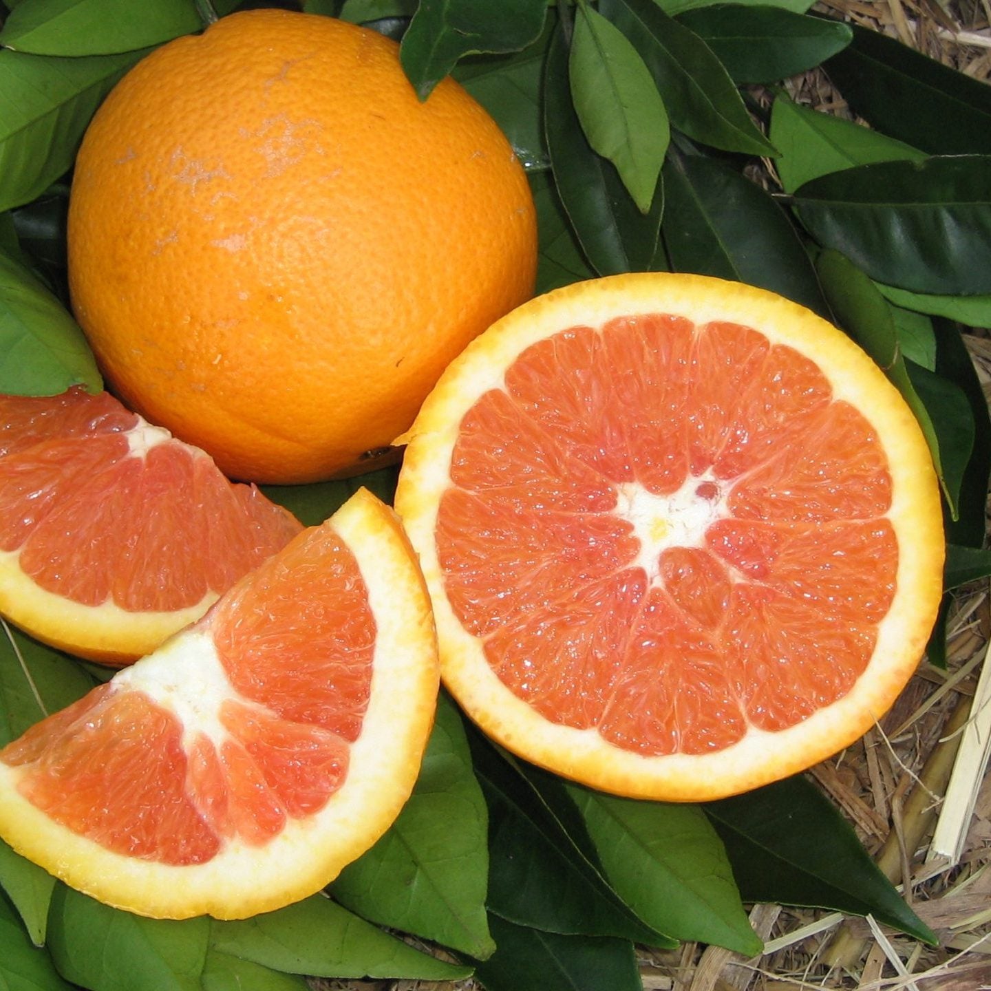 Orange 'The Footy Navel' (QLD Only) - Ladybird Nursery