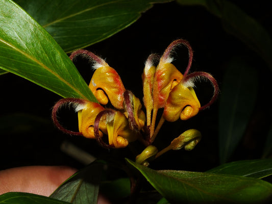Grevillea Orange Marmalade