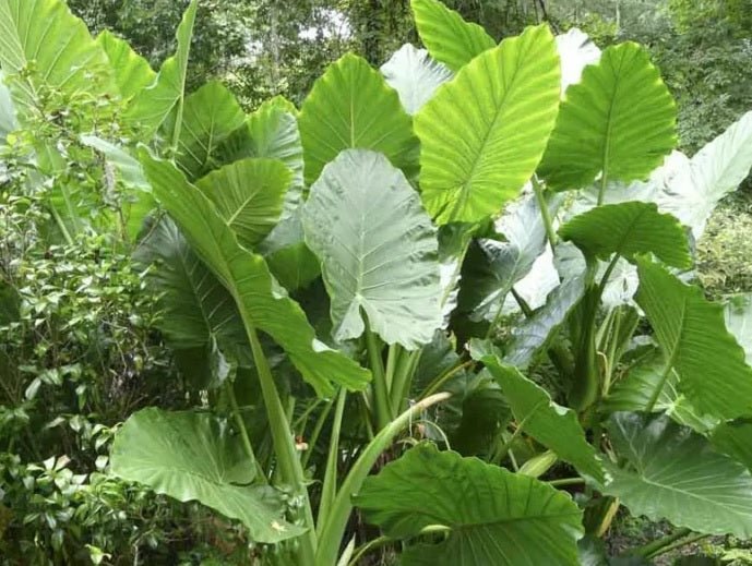 Giant Elephant Ear (Alocasia macrorrhizos) - Ladybird Nursery