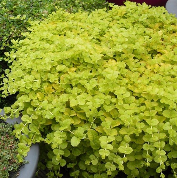 Golden Creeping Jenny Aurea (Lysimachia nummularia) - Ladybird Nursery