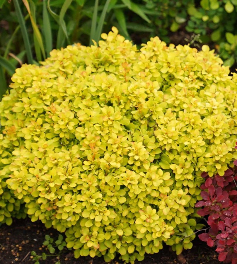 Golden Glow Japanese Barberry (Berberis thunbergii) - Ladybird Nursery