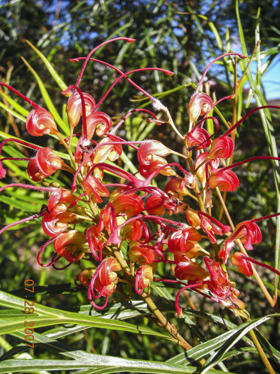 Grevillea Firesprite