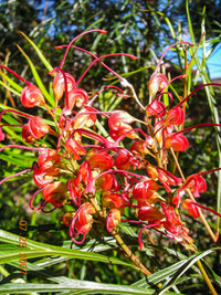 Grevillea Firesprite
