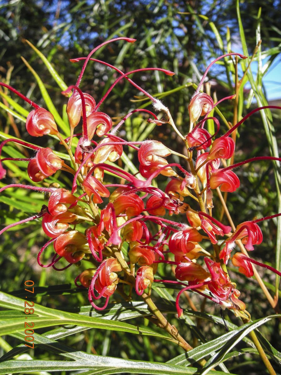 Grevillea Firesprite - Ladybird Nursery
