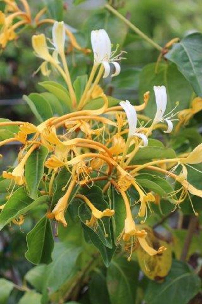 Giant Burmese Honeysuckle (Lonicera hildebrandiana) - Ladybird Nursery