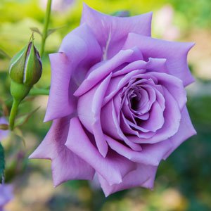 Rose Fragrant Plum 2 ft Standards (Rosa) - Ladybird Nursery