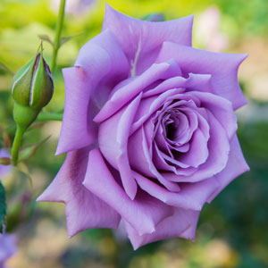 Rose Fragrant Plum 2 ft Standards (Rosa)