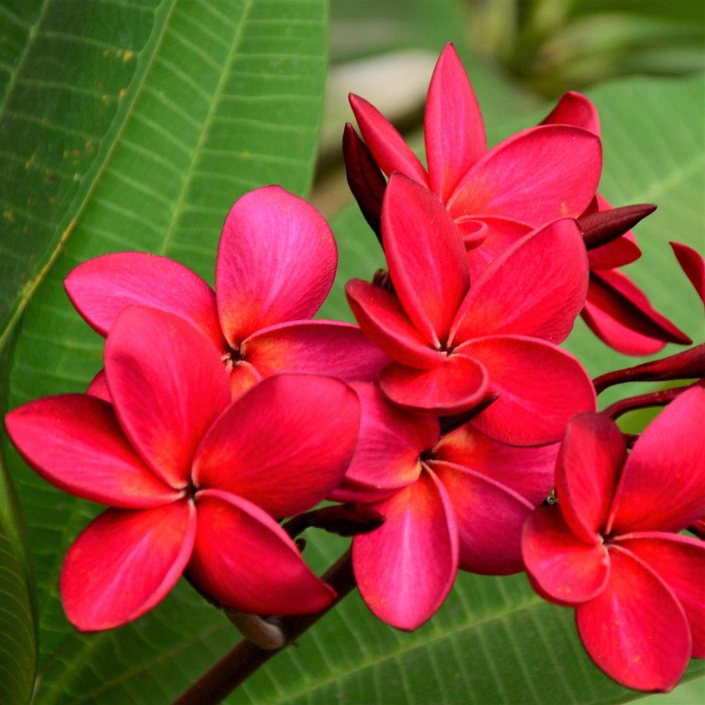 Frangipani Pure Passion (Plumeria rubra) - Ladybird Nursery
