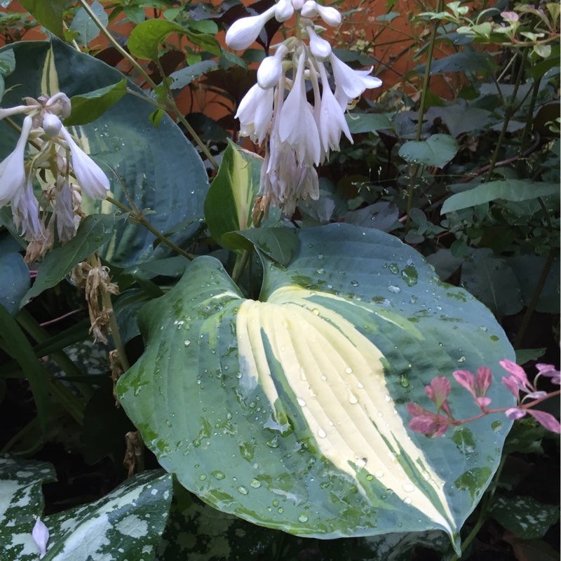Plantain Thunderbolt Lily (Hosta )