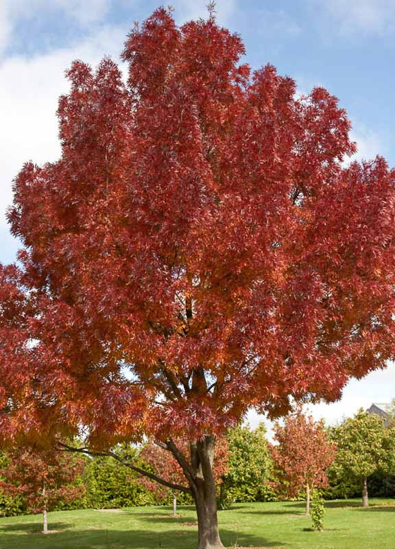 Claret Ash raywoodii (Fraxinus angustifolia)