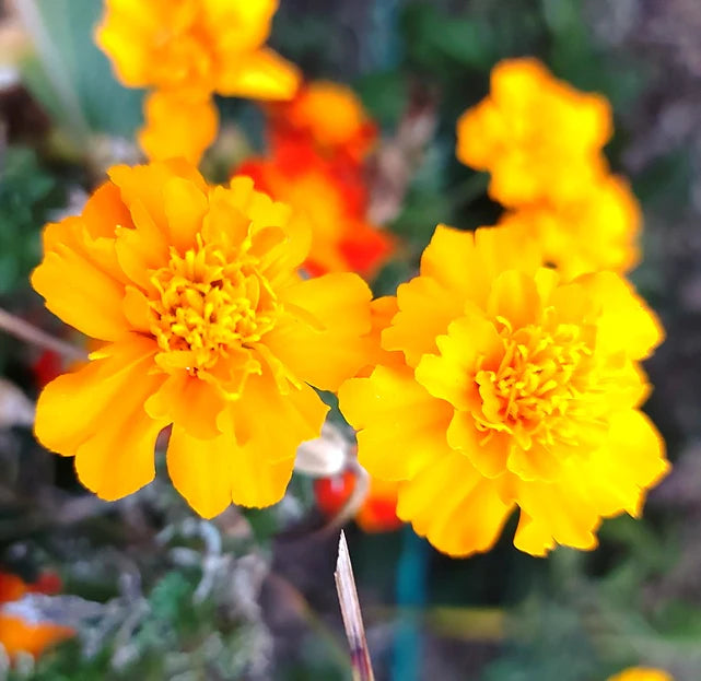 Marigold 'French Dwarf'