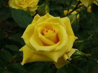 Rose Friesia 2 ft Standards (Rosa) - Ladybird Nursery