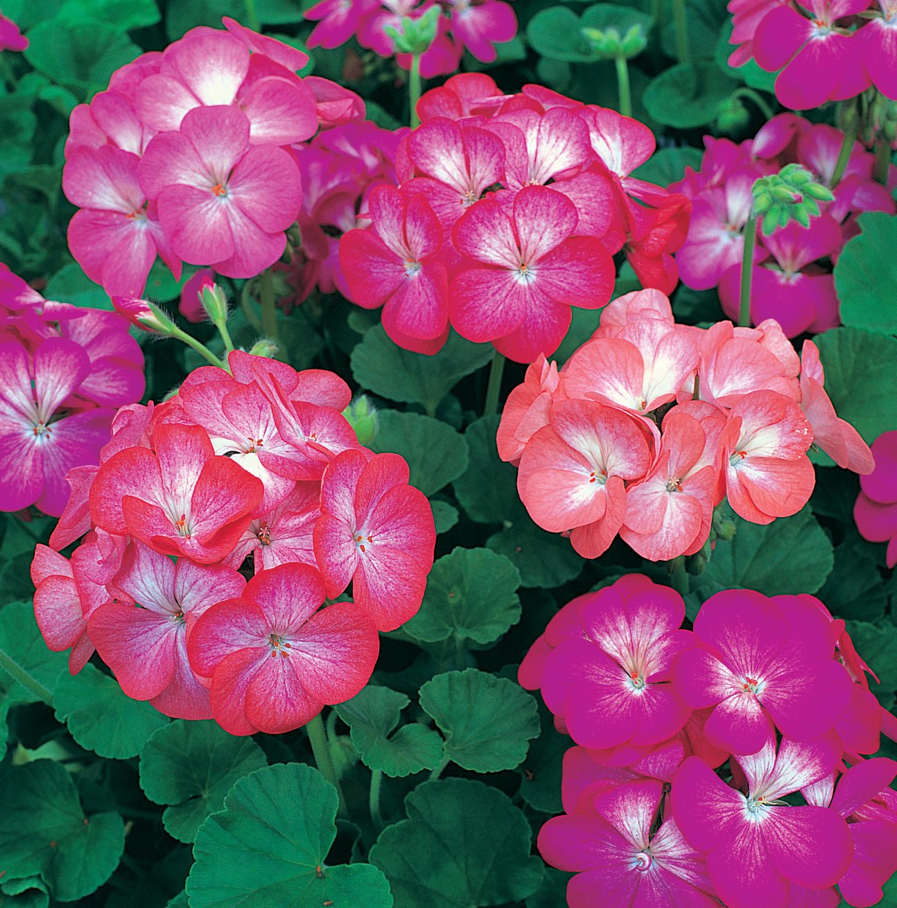 Geranium Frosty Stars - 4cell pot (PICK UP ONLY) - Ladybird Nursery