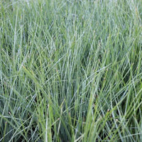 Lomandra Frosty Top (Lomandra confertifolia)