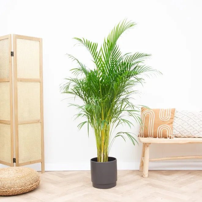 Areca Palm Multi planted (Dypsis lutescens) - Ladybird Nursery