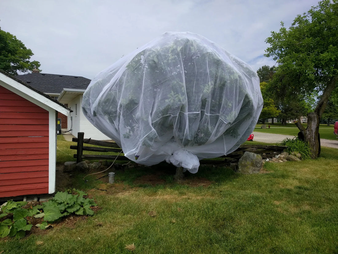 Fruit Fly Insect Protection Net 12m x 10m - Ladybird Nursery