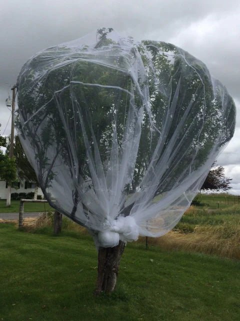 Fruit Fly Insect Protection Net 6m x 10m - Ladybird Nursery